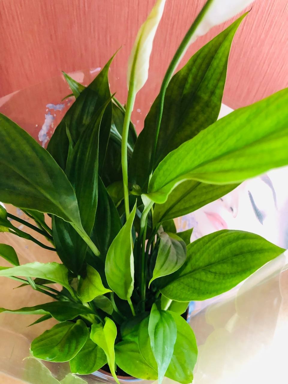 Спатифиллум (Spathiphyllum), горшок 12