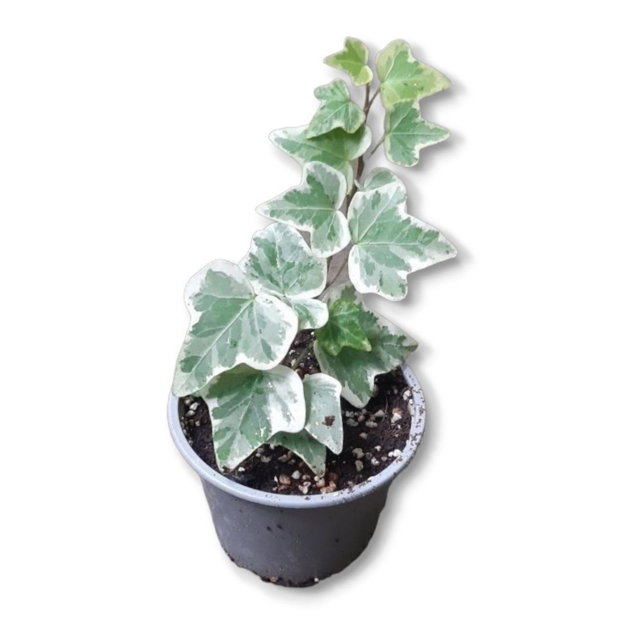 Плющ хедера вариегатный (Hedera Variegata) 11-20 см – фото, отзывы,  характеристики в интернет-магазине ROZETKA от продавца: Exotic Plants |  Купить в Украине: Киеве, Харькове, Днепре, Одессе, Запорожье, Львове