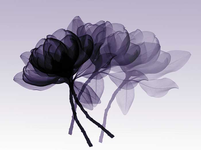 

Фотообои Molenart акриловые Акварельные цветы фиолетовые за 1 кв.м