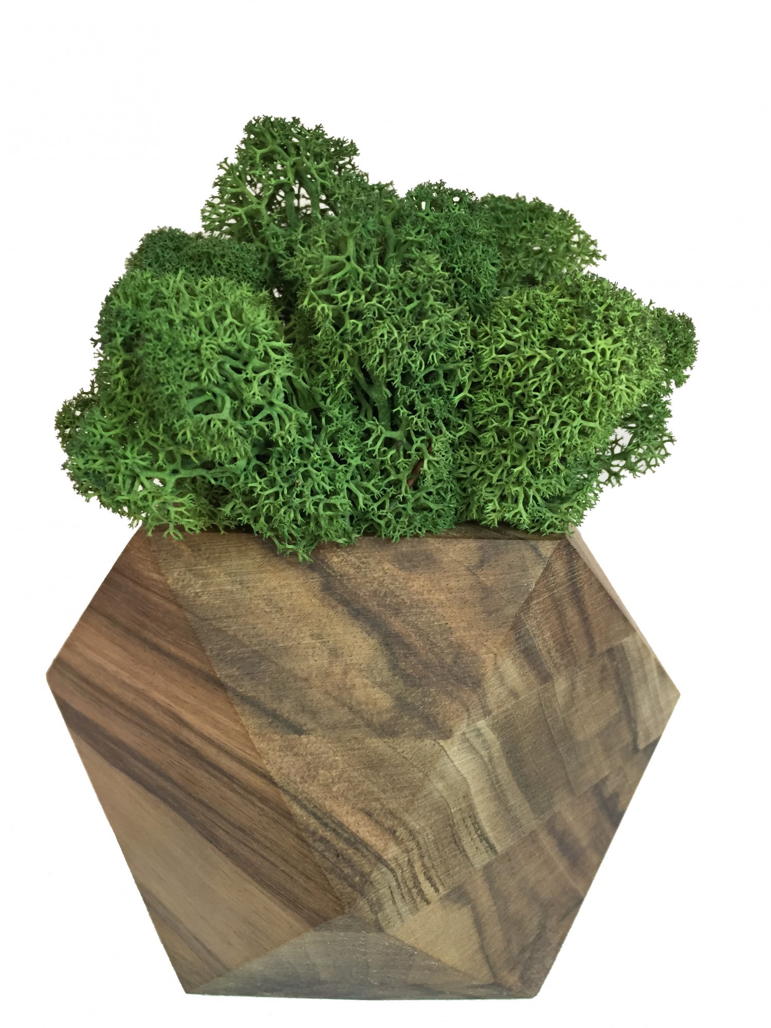

Стабилизированный мох вазон Reindeer Moss b/093/01/700/9 зеленый коричневый