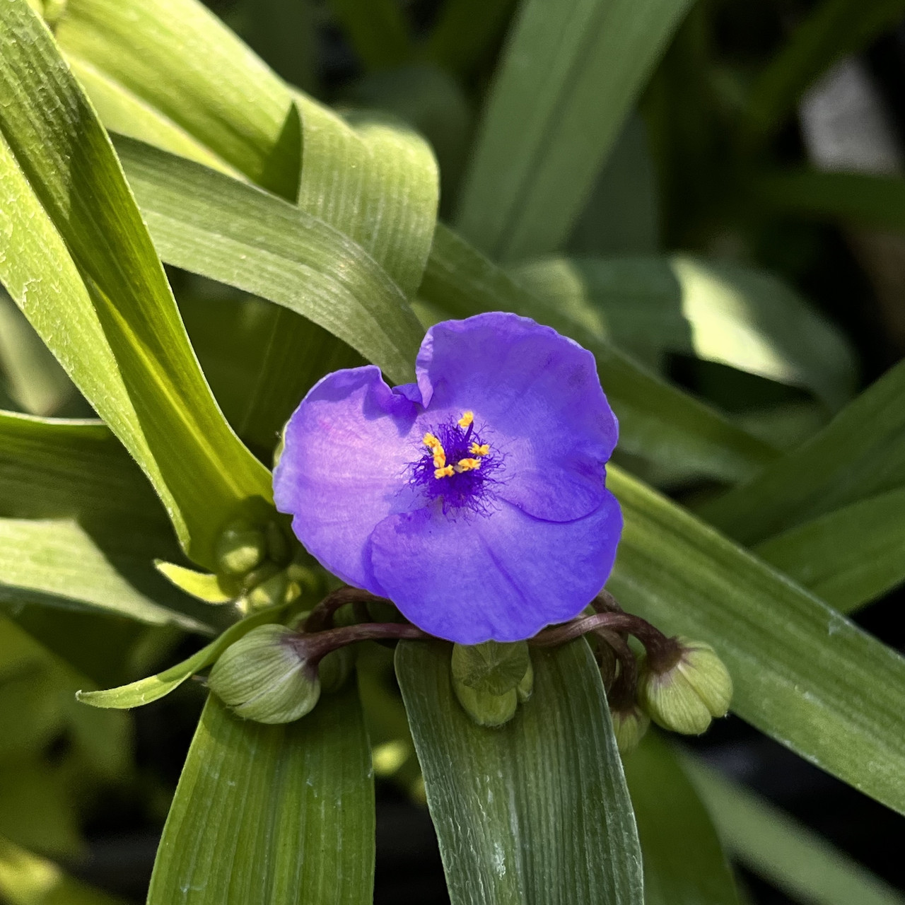 Традесканция садовая многолетняя (Саженцы в контейнере), Tradescantia –  фото, отзывы, характеристики в интернет-магазине ROZETKA от продавца:  Цвітуля | Купить в Украине: Киеве, Харькове, Днепре, Одессе, Запорожье,  Львове