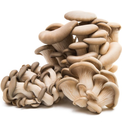 Можно ли вырастить белые грибы на грядках или на подоконнике | грибной критик | Дзен