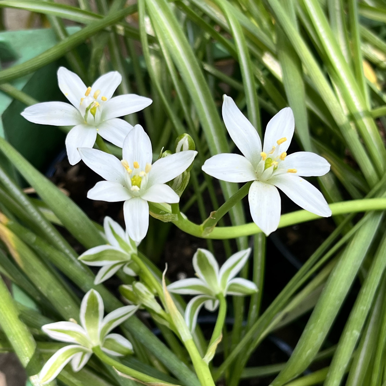 Птицемлечник луковицы в горшке, Ornithogalum – фото, отзывы, характеристики  в интернет-магазине ROZETKA от продавца: Цвітуля | Купить в Украине: Киеве,  Харькове, Днепре, Одессе, Запорожье, Львове