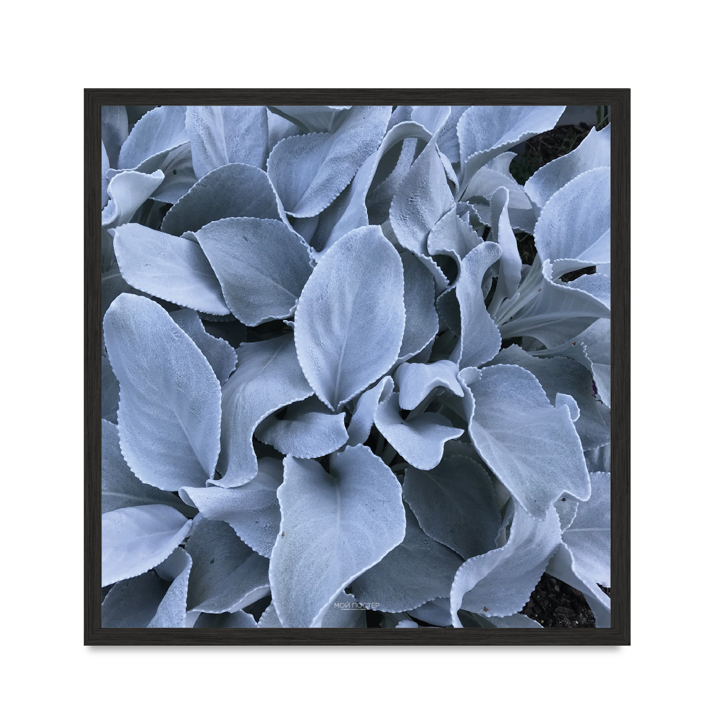 

Постер "Flowers" с антибликовым стеклом 60 x 60 см в чёрной рамке