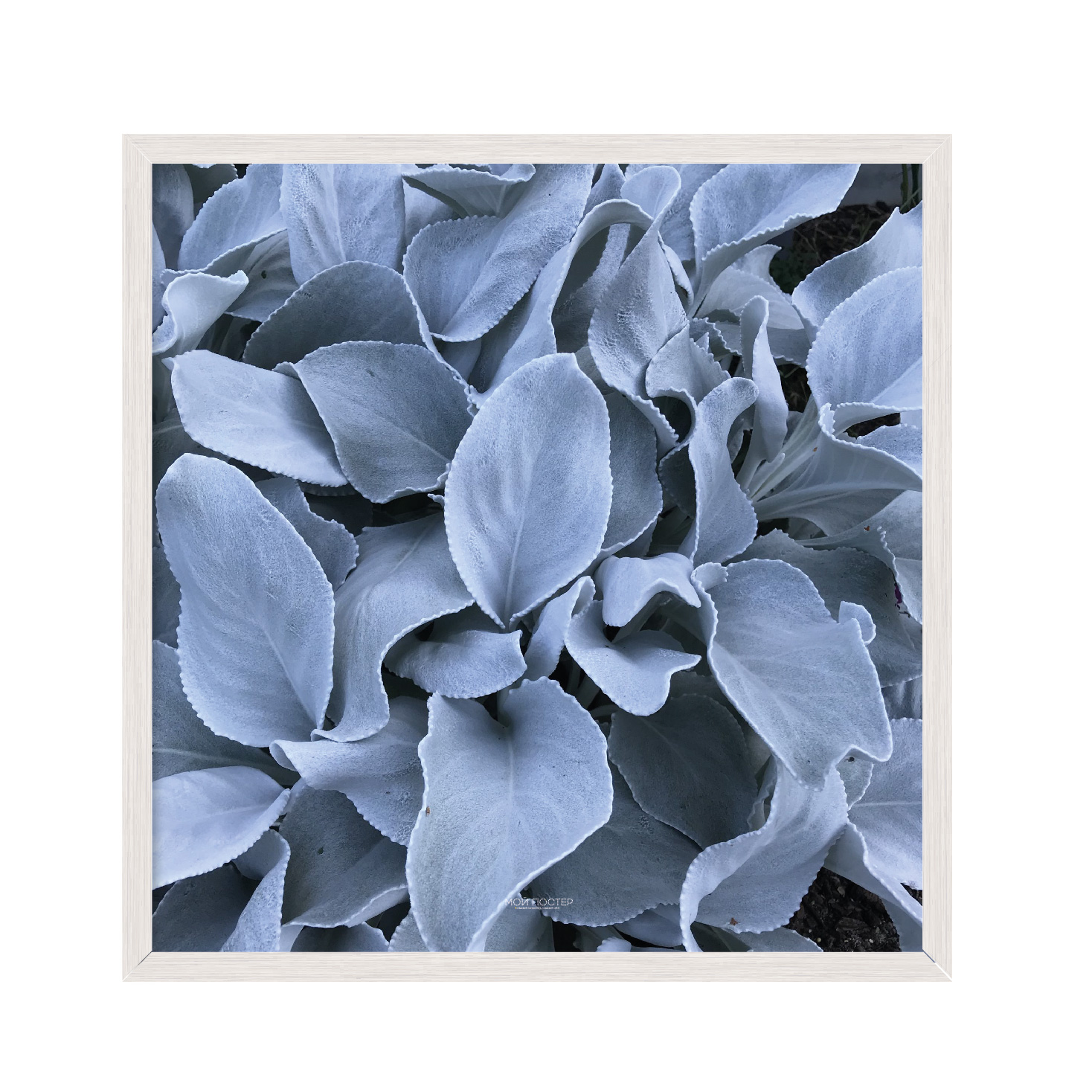 

Постер "Flowers" с антибликовым стеклом 60 x 60 см в белой рамке