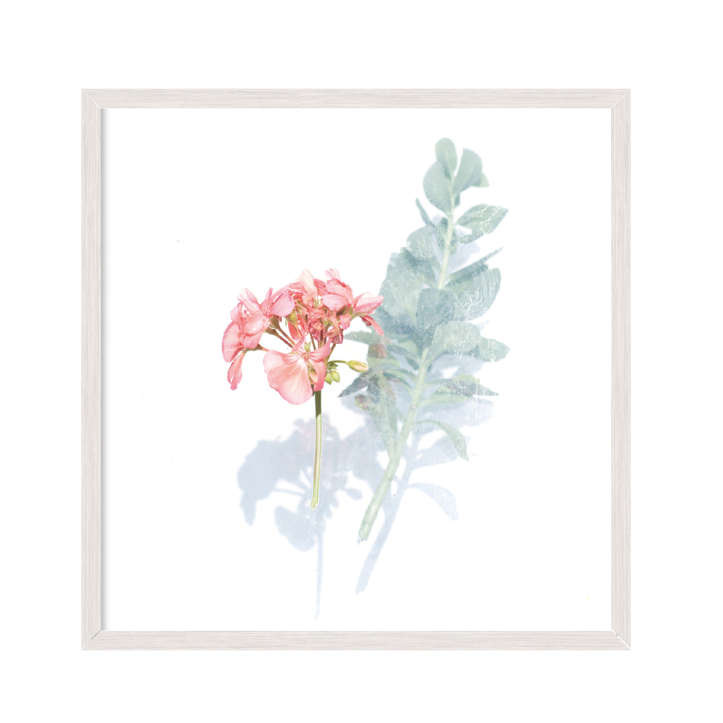 

Постер "Flowers 01" с антибликовым стеклом 60 x 60 см в белой рамке