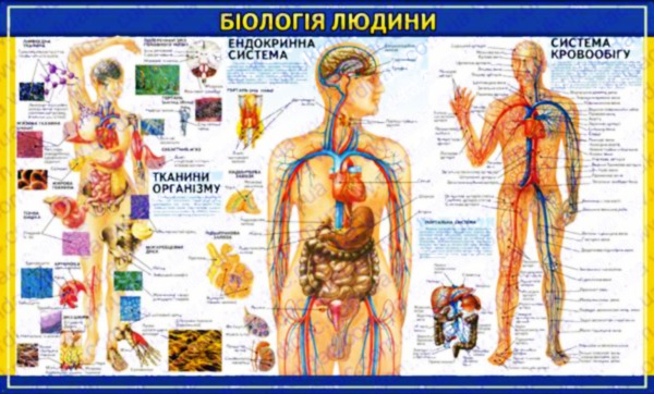 

Стенды по биологии Биология человека 2 White