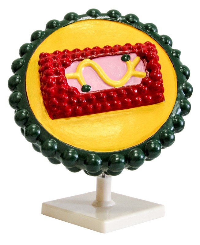 

Модель Вирус AIDS (СПИД) Yellow