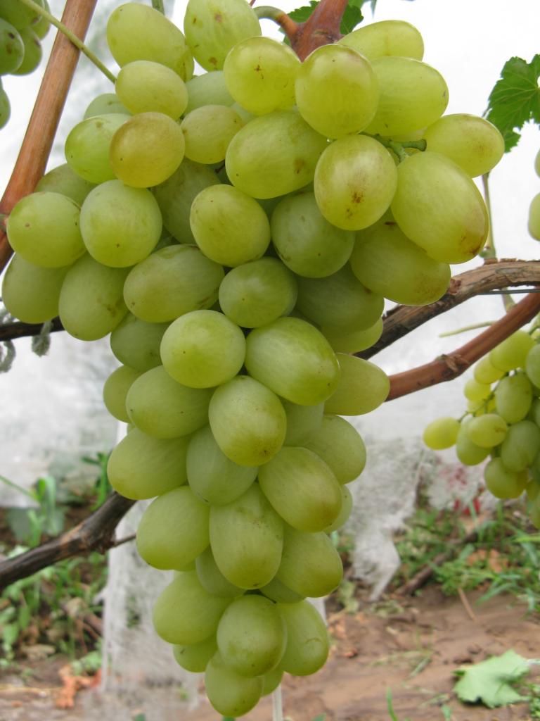 Сорт винограда Подарок Запорожью: описание, основные характеристики и особенности агротехники