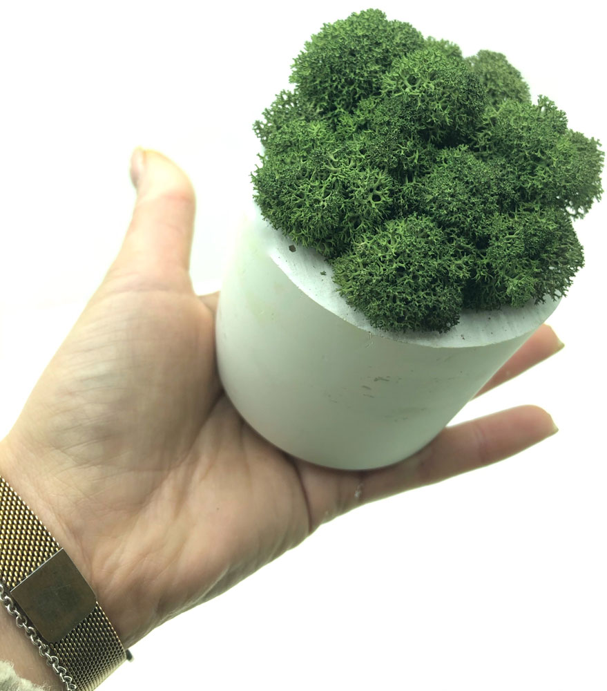

Стабилизированный мох SO Green Соу Грин болотный в горшке из гипса (00190)