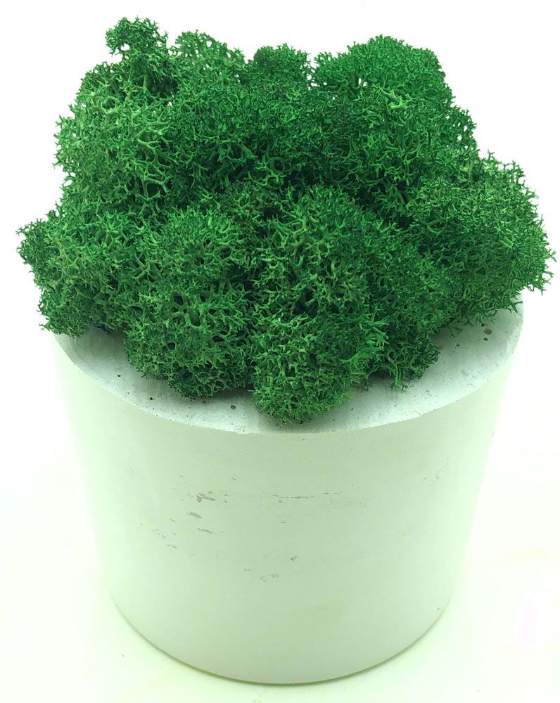 

Стабилизированный мох SO Green Соу Грин зеленый в горшке из гипса (00178)