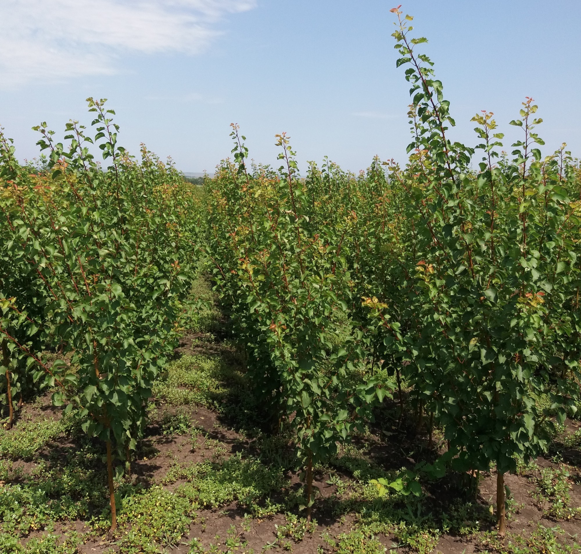 Семь сажен. Крупномеры плодовых деревьев питомник. Саженцы вишни на ножке. Кизильник с5. Семь сажен.