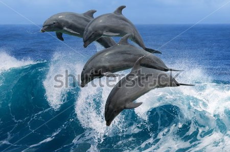 

Фотообои Сhameleons Дельфины, волна (448299127)