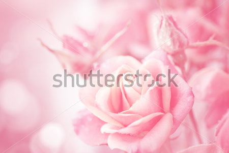 

Фотообои Сhameleons Розы (181742723)