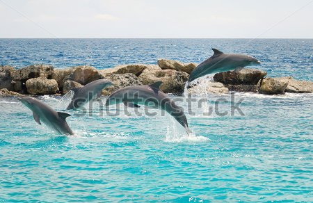 

Фотообои Сhameleons Дельфины (450164134)