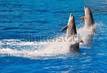 

Фотообои Сhameleons Дельфины (455003785)