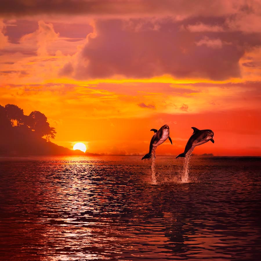 Влюбленные дельфины в закате