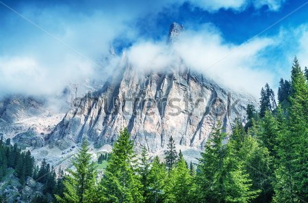 

Фотообои Сhameleons Гора, лес (455798275)