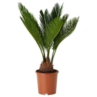 Цикас Революта (Саго́вник поника́ющий) Cycas Revoluta, Ø12 см. H 40-50 см.