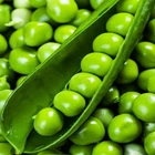 Семена гороха Преладо, Syngenta, 1000 г.