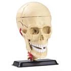 Набор для экспериментов EDU-Toys Набор для исследований Модель черепа с нервами сборная, 9 см (SK010)
