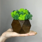 Куб тёмное дерево со стабилизированным мхом микс зелёный салатовый 8*6 см - изображение 1