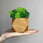 Куб светлое дерево со стабилизированным мхом микс зелёный салатовый 8*6 см - изображение 1