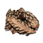 Папороть (щитовник чоловічий) корінь 0,5 кг - зображення 1
