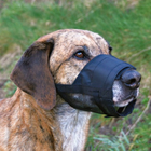 Kaganiec typu zamkniętego z siatką dla psów rasy jack-russell-terrier Trixie 19261 14-17 cm / 21-31 cm (4011905192611) - obraz 2