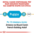 Sucha karma dla szczeniąt Chihuahua Royal Canin Chihuahua Puppy 1.5kg (3182550722544) (24380151) - obraz 6