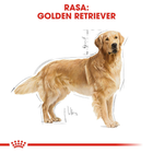 Sucha karma dla psów Golden Retriever Royal Canin 12kg (3182550743440) - obraz 3