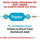 Сухий корм для щенят Такса Royal Canin Dachshund Puppy 1.5кг (3182550722575) (24370151) - зображення 5