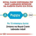Sucha karma pełnoporcjowa dla szczeniąt Royal Canin Labrador Retriever Puppy dla labradorów do 15 miesiąca życia 3 kg (3182550725507) - obraz 3
