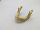 Тренувальна стоматологічна модель для імплантації фантом нижня щелепа - зображення 2