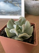 Суккулент Эхеверия Топси Турви (Echeveria ‘Topsy Turvy’), контейнер 7*7*8 см (s008s)