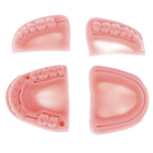 Набор моделей челюстей обучающий силиконовый 4шт (1012-729-00) - изображение 9