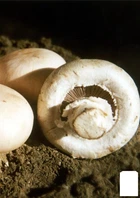 Сухий зерновий міцелій "Шампіньйон королівський" 100г (45199)