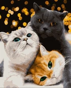 Картина по номерам Тварини. Котики-муркотики, 50х60см, в термопакеті, Artissimo (PNХ4200)