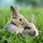 Набір пазлів Ravensburger Cute Bunnies 21 x 21 см 3 х 49 елементів (4005556080410) - зображення 4