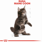 Sucha karma Royal Canin Maine Coon Kitten dla kociąt rasy Maine Coon 400 g (3182550770941) - obraz 8