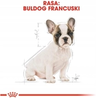 Sucha karma Royal Canin French Bulldog Puppy dla szczeniąt rasy buldog francuski 10 kg (3182550777674) - obraz 6