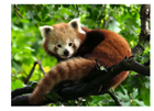 Пазл Ravensburger Red Panda 500 елементів (4005556173815) - зображення 2