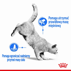 Mokra karma Royal Canin Light Weight Care Loaf Pasztet dla dorosłych kotów z nadwagą 12 x 85 g (9003579012543) - obraz 4