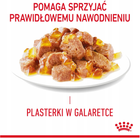 Mokra karma dla dorosłych kotów Royal Canin Appetite Control Care Jelly Bites 12 x 85 g (9003579016916) - obraz 4