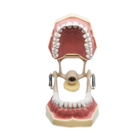 Стоматологическая модель челюсти SP 32 для манекена, фантома - изображение 2