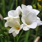 Луковицы Яскрава Фрезия простая White (29784) (5шт)