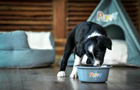Miska dla psów Zolux z podstawką antypoślizgową 850 ml (3336024755426) - obraz 3