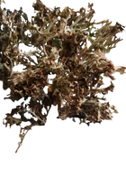 Цетрария исландская/исландский мох сушеный 100 г - изображение 1