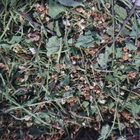 Черемха цвіт+трава сушена 100 г - зображення 1