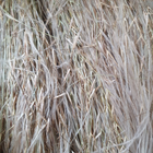 Ковила трава сушена 100 г - зображення 1